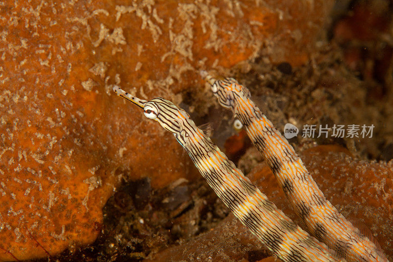 巨型马里鳗鱼(Gymnothorax javanicus)默里